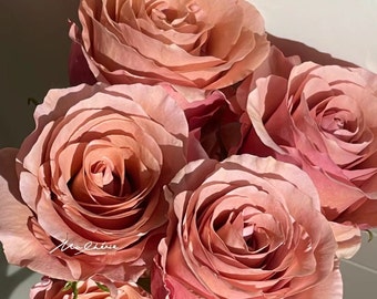 Rose 'Moab' (莫泊) (1 Gal+ Live Plant) Shrub Rose