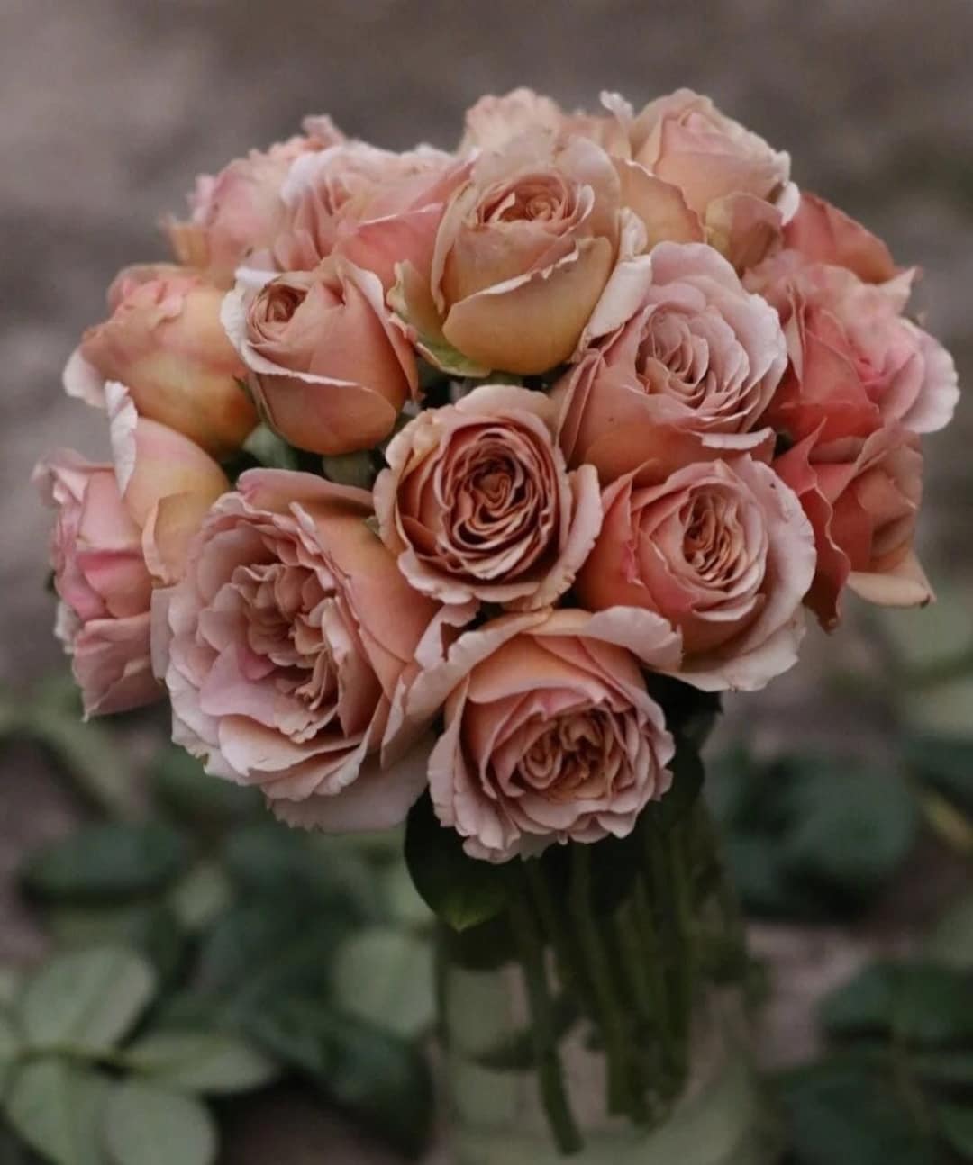 Cafe Latte Rose 拿铁咖啡 1 Gal Live Plant Shrub Rose Etsy