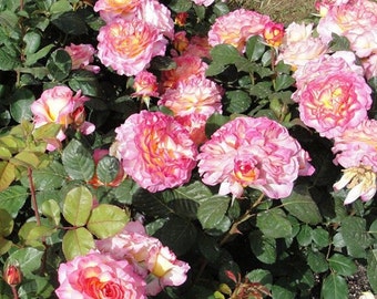 Rose  Gorgeous  华丽丽 (1 Gal+ Live Plant) Shrub Rose