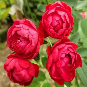 Rose 'Red Banksiae' 红木香 1 Gal Live Plant Shrub Rose image 6