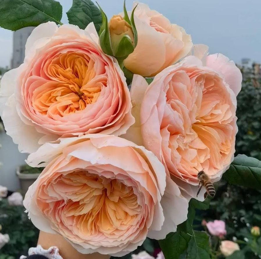 Chinese Rose 'Hanxian' (涵仙) 1Gal+ Live Plant) Shrub Rose