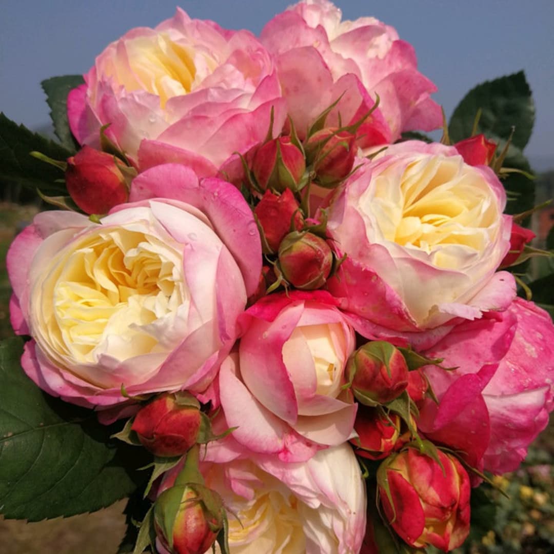 Japanese Rose Washitsu / Heshi (和室) (1 Gal+ Live Plant