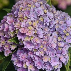 Japanese Double Hydrangea 'Honey' (亲爱的) 1 Gallon Live Plant