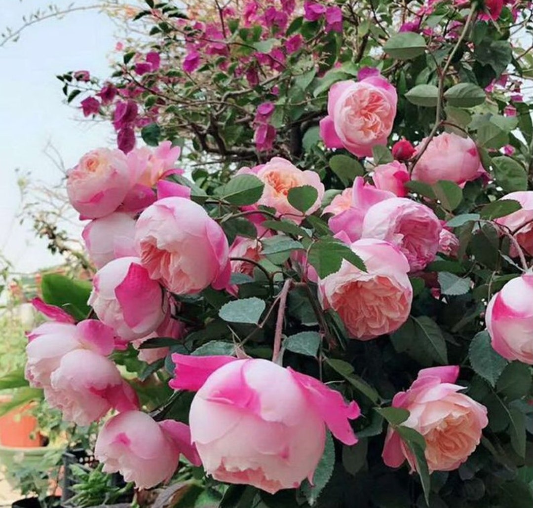 Japanese Rose Washitsu / Heshi 和室 1 Gal Live Plant Shrub Rose Etsy