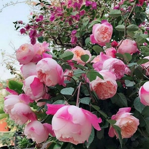 Japanese Rose Washitsu / Heshi (和室) (1 Gal+ Live Plant) Shrub Rose