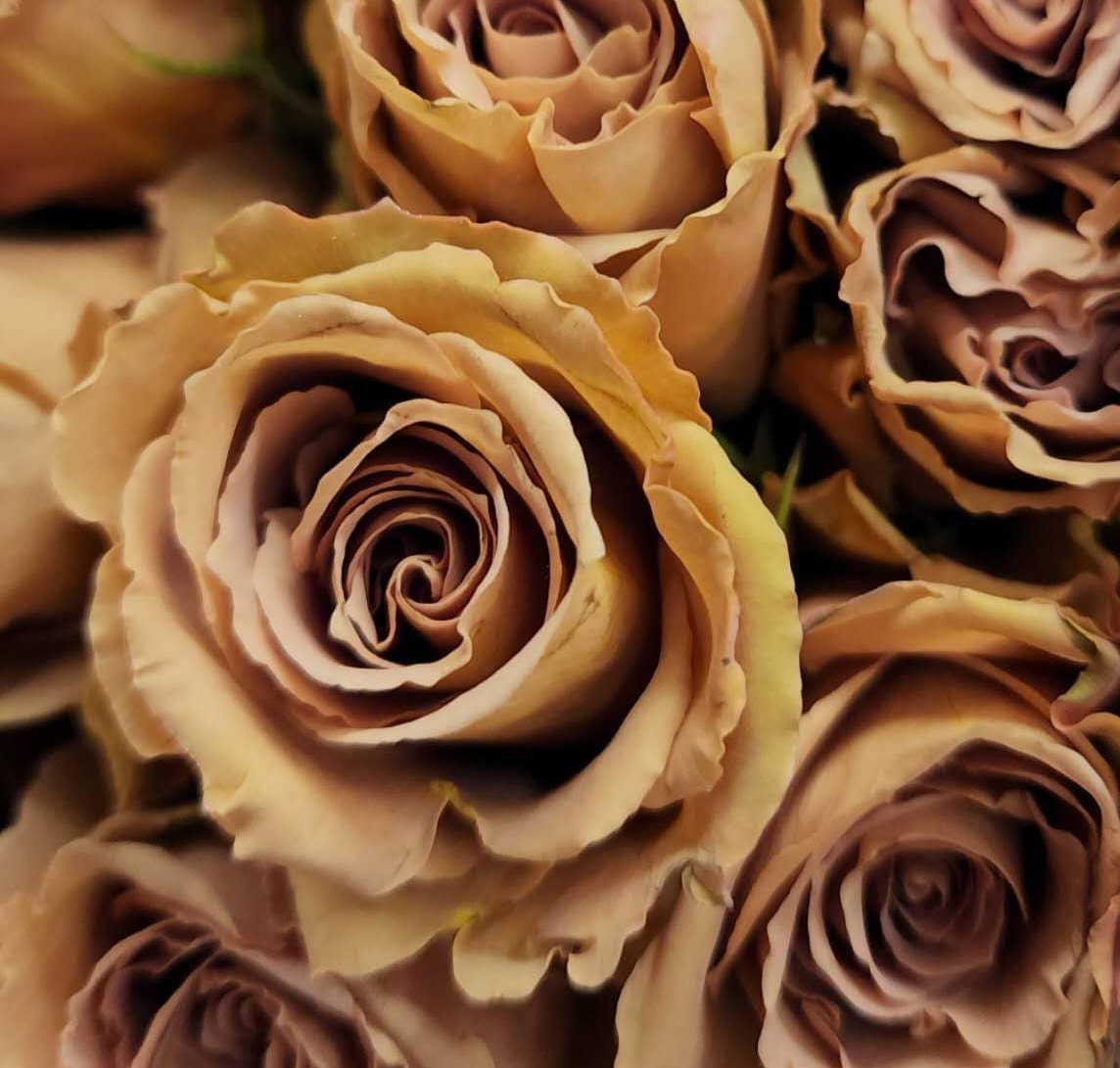 Rose 'toffee Ecuadorian' 太妃糖 2 Gal Live Plant Shrub Rose 