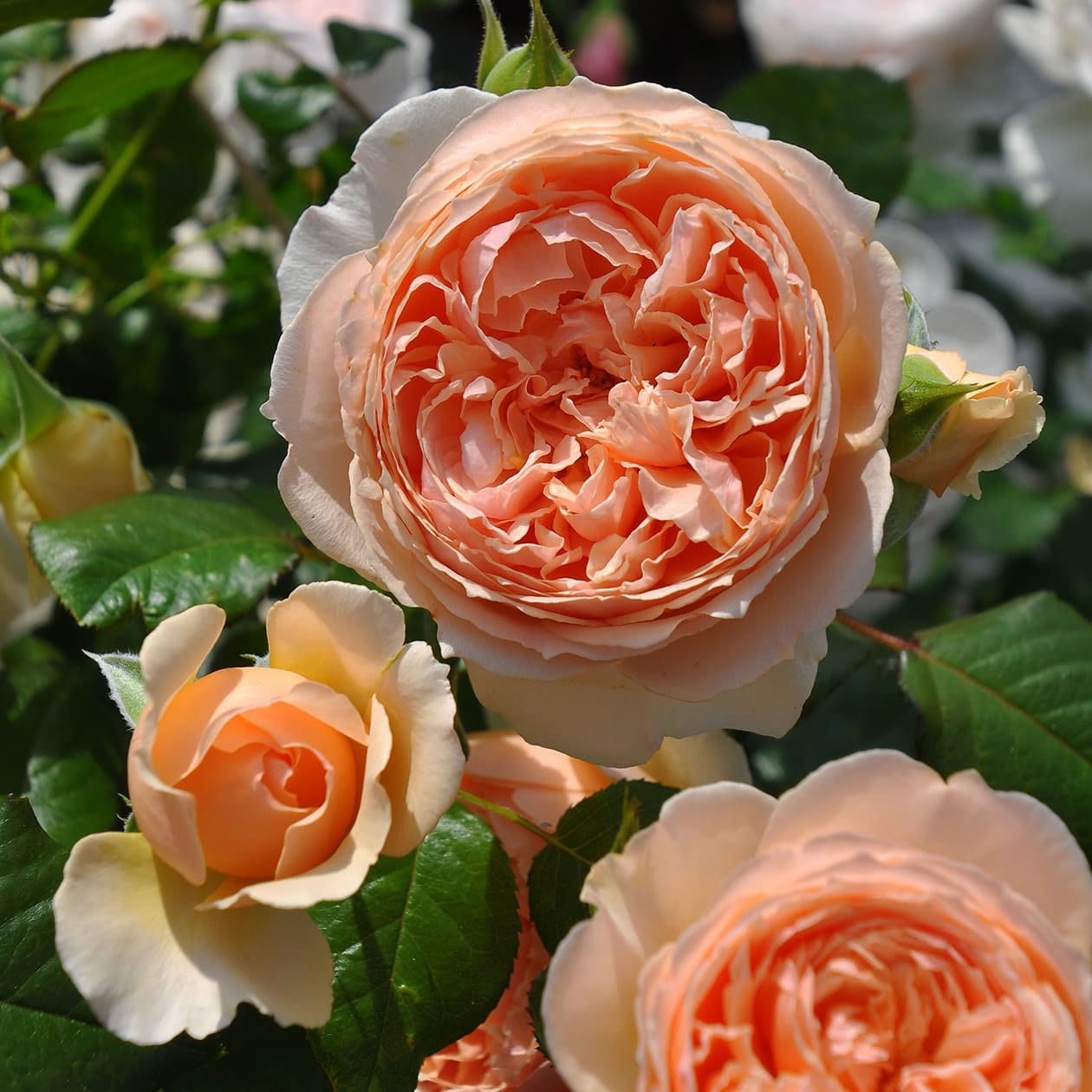 Masora 真宙 Rare Japanese Rose Live Plant, Gallon, 57% OFF