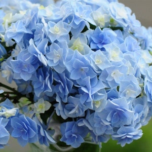 Japanese Double Hydrangea 'Head Flower' (头花) 1 Gallon Live Plant