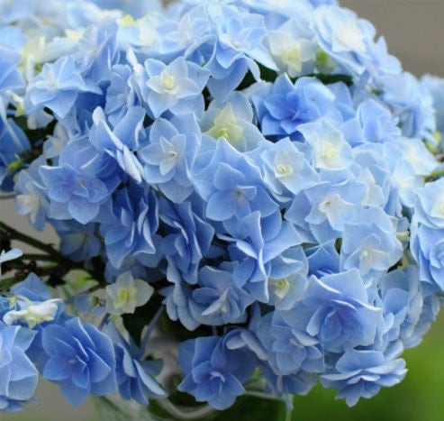 Japanese Double Hydrangea 'head Flower' (头花) 1 Gallon Live Plant