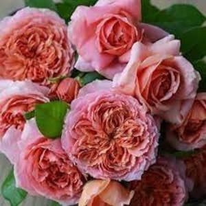 Rose 'Moulin de la Galette' (煎饼磨坊) (2 Gal+ Live Plant) Shrub Rose