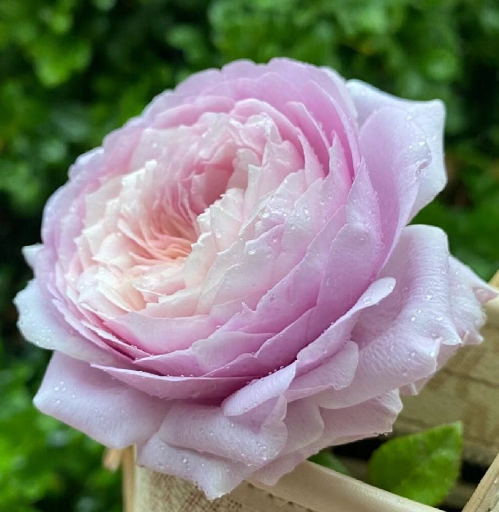 rose rose✨ Pink X-pression – Ecuaplanet Roses
