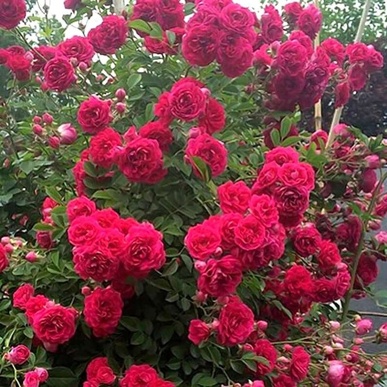 Rose 'Red Banksiae' 红木香 1 Gal Live Plant Shrub Rose image 2