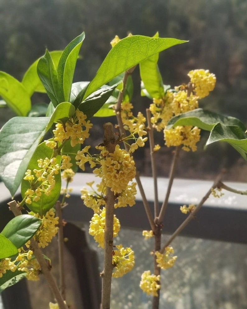 Osmanthus Fragrans 'Tian Xiang Tai Ge' 天香台阁桂花 2 Gal Live Plant Fragrant image 7