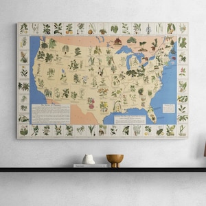 Mapa de plantas medicinais dos Estados Unidos da América 1932 Arte Naturopata Antigo Mapa Ilustrado Antigo Jardim Impressão Cartaz Arte de Parede Presente de Saúde