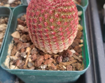 Echinocereus Rigidissimus cactus