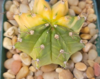 Gymnocalycium variegated cactus