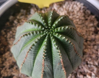 Euphorbia obesa cactus