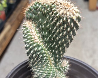 Cylindropuntia crested cactus