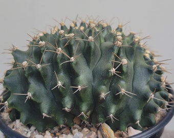 Gymnocalycium crested