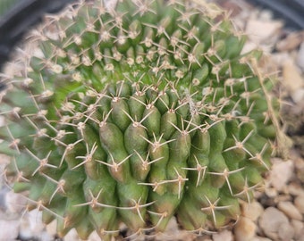 Gymnocalycium crested cactus