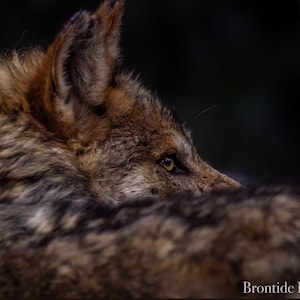 Mexican Wolf Prints