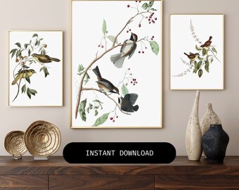 Bird and Botanical Art Prints, Vintage Illustration, Instant Printable Wall Art, Antique Bird Painting, Bird Art Affordable Artwork Download