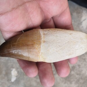 Huge monster rooted Mosasur fossil tooth