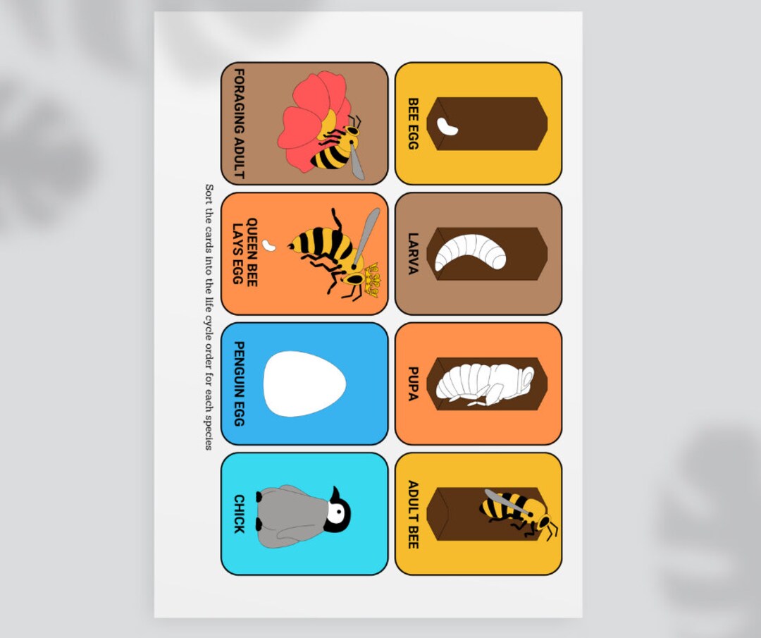 Sorting Life Cycle Life Cycle of Living Things - Sorting Activity - Etsy UK