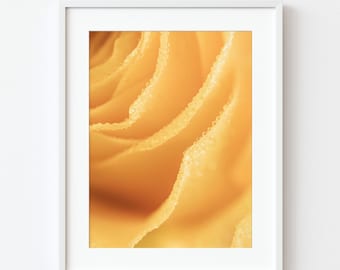 Impresión macro de rosa amarilla húmeda – Fotografía floral delicada (descarga digital)