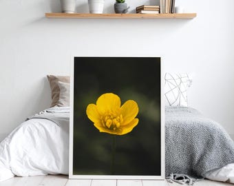 Fotografía macro de ranúnculos: arte mural de flores amarillas, primer plano de la naturaleza, decoración imprimible