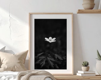 Anémona solitaria en la sombra: fotografía de flores del bosque en blanco y negro, arte botánico melancólico