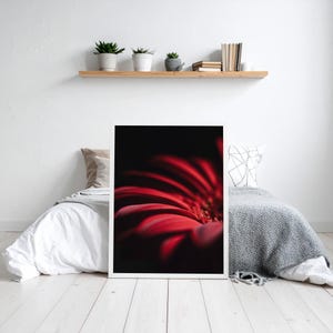 Vibrant Red Gerbera Petals Macro Photography