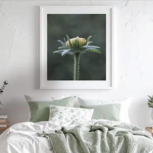 Zachtgele bloemknopmacroprint – botanische kunst (digitale download)