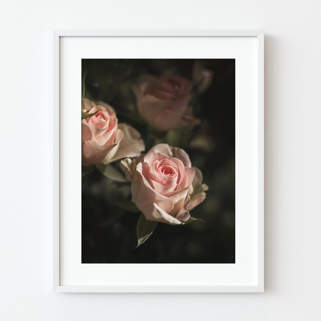 Soft Pink Rose Art Print – Moody Floral Photography (digital Download ...
