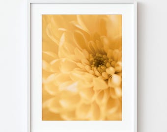 Impresión macro de crisantemo: fotografía floral suave (descarga digital)