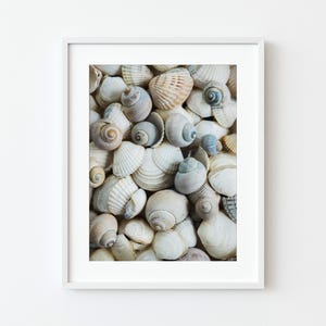 Pode incluir: Uma impressão emoldurada com uma coleção de várias conchas. As conchas são em tons de branco, bege e azul claro, com formas espirais e em leque. A imagem é um close-up, mostrando as texturas e os detalhes das conchas.