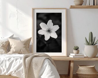 Anémona de madera blanca en monocromo: fotografía minimalista de flores en blanco y negro, arte mural de naturaleza