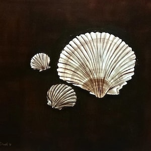 Scallop Shells in Brown