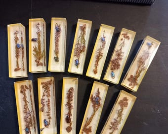 12 Knife rests illustrating insects in resin