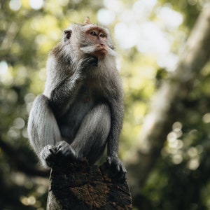 Crab-eating Macaque - Ubud