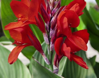 Gorgeous Scarlet Red Canna Lily Bulbs – Tall Tropical Blooms – Hummingbird Garden Favorite