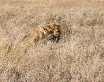 Lion Pair Print - In Fine Art Paper, Canvas, Metal and Acrylic Prints