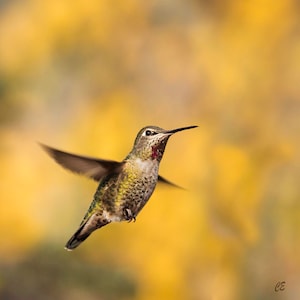 Hummingbird Print  - In Fine Art Paper, Canvas, Metal or Acrylic