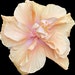 Owner of <a href='https://www.etsy.com/shop/FloralNatureDesigns?ref=l2-about-shopname&from_page=listing' class='wt-text-link'>FloralNatureDesigns</a>