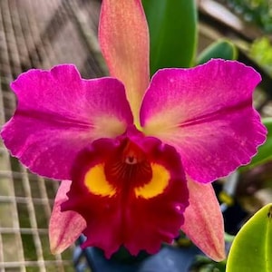 May include: A vibrant Cattleya orchid flower featuring large, ruffled magenta petals with a central labellum that displays deep crimson tones and two prominent, bright yellow eye-like spots. The flower has a pale yellow throat and green leaves.
