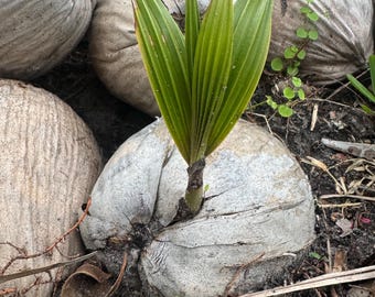 Panama tall Coconut tree seedling.PLEASE Read description