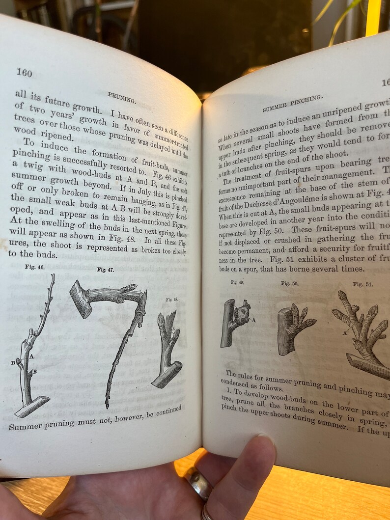1858 Pear Culture A Manual for the Propagation, Planting, Cultivation