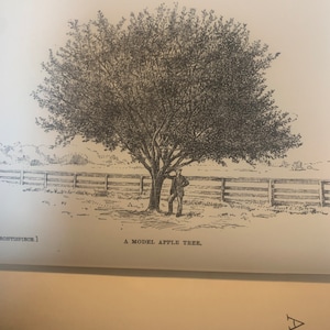 1898. Field Notes On Apple Culture by L.H. Bailey, Jr.