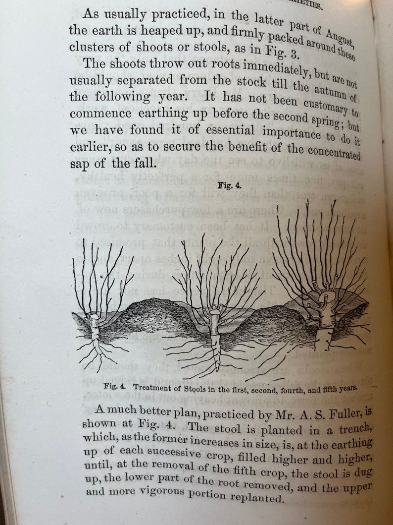 1858 Pear Culture A Manual for the Propagation, Planting, Cultivation