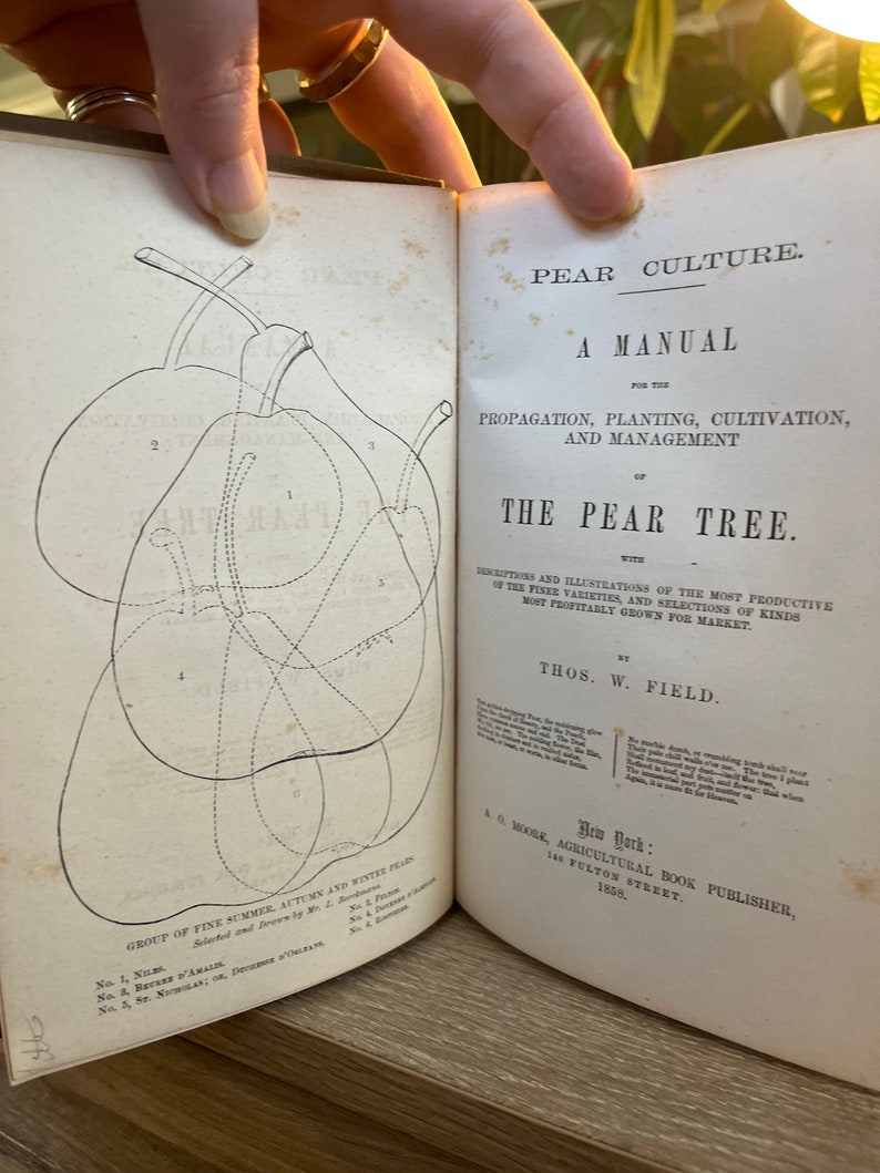 1858 Pear Culture A Manual for the Propagation, Planting, Cultivation